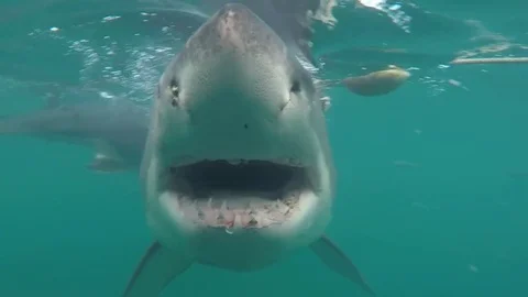 Great white shark Stock Footage 72931802