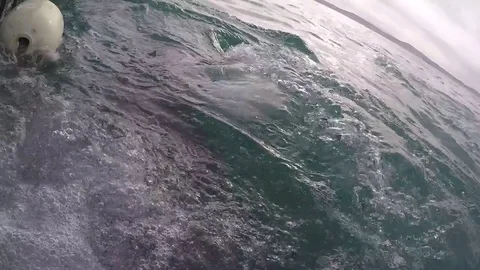 Great white shark Stock Footage 72934109