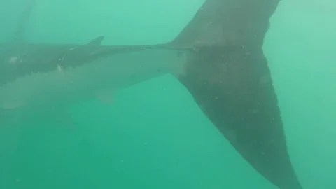 Great white shark Stock Footage 72935185