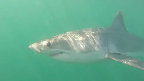 Great white shark Stock Footage 72936040