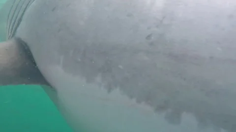 Great white shark Stock Footage 72938701