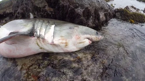 Great white shark | Stock Video | Pond5