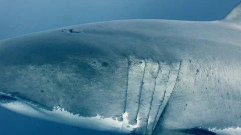 Great White Shark Stock Footage