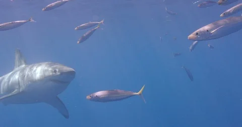 Great White Shark Stock Footage 96222159
