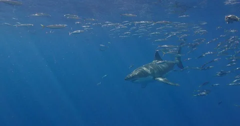 Great White Shark Stock Footage 96258035
