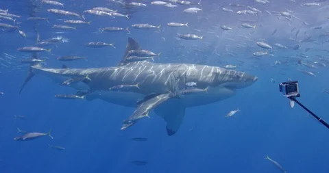 Great White Shark Stock Footage 96260311