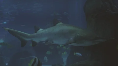 The great white shark Stock-Footage 98334325