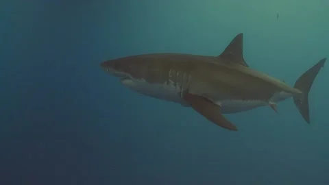 Great White Shark Stock Footage 143453462