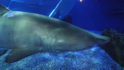 Great White Shark Stockbeeldmateriaal 154560184