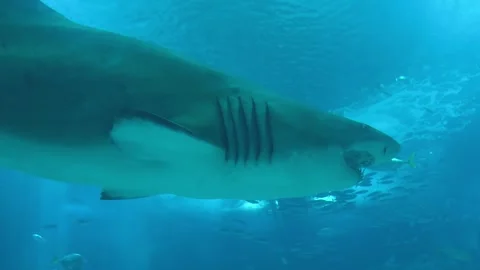 A great white shark Video stock 320374979