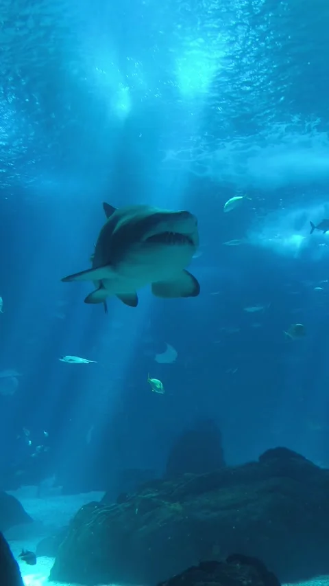 A great white shark Stock Footage 320420686