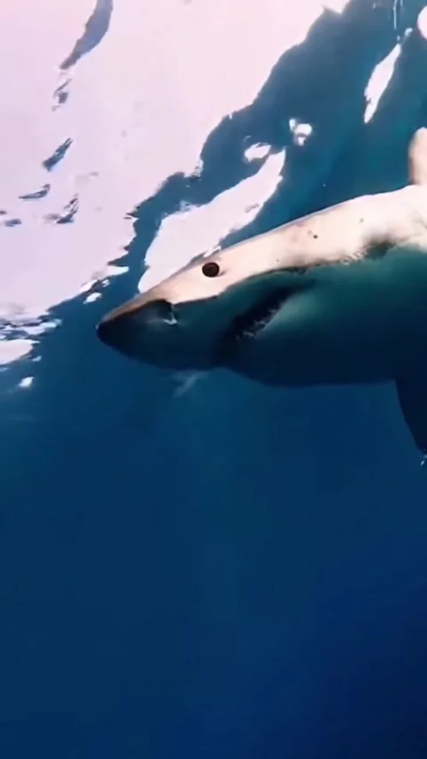 Great white shark Stock Footage 327372541