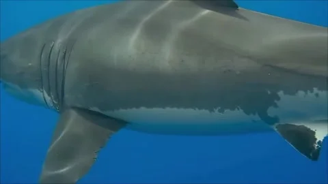 Great white shark 库存影片 328600390