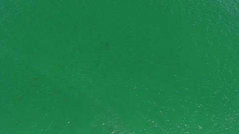 Great White Shark Stock Footage 330550020