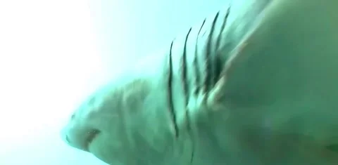 Great white shark Stock-Footage 332798233