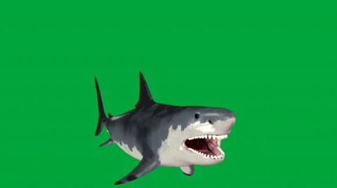 Great White Shark  frontal view swiming up for the big bite Stock Footage 32846534