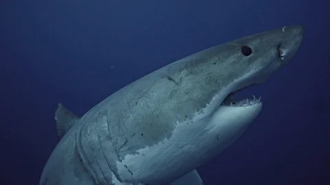 Great white shark getting close, Guadalupe Island, Mexico Stock-Footage 85566790