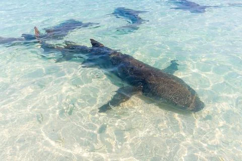 Great white shark glides through shallow, crystal-clear waters Stock Photos