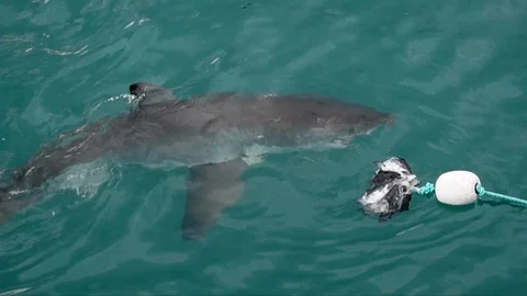 Great White Shark going for bait Stock Footage 87529388