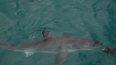 Great White Shark going for bait 2 Stock Footage 87532998