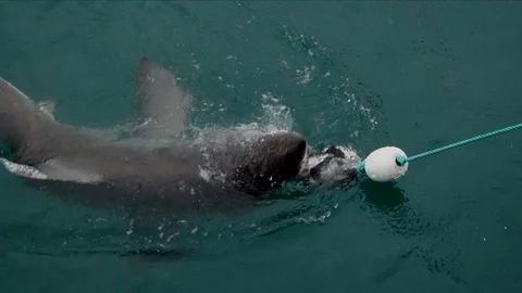 Great White Shark going for bait Stock Footage 87540915