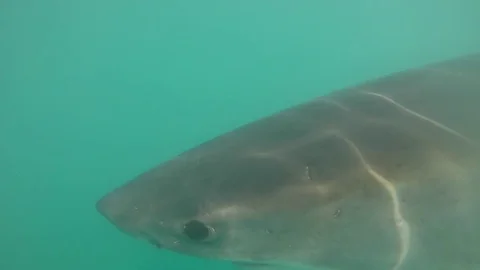 Great white shark head first and body shot. Stock Footage 79968449