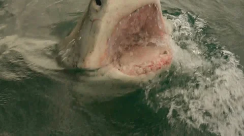 Great White Shark head LUNGES out of the... | Stock Video | Pond5