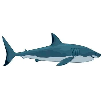 Great white shark Stock Illustration