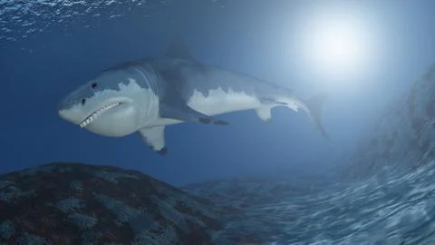 Great White Shark Stock Illustration