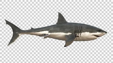Great White Shark Isolated Side View Stock Illustration