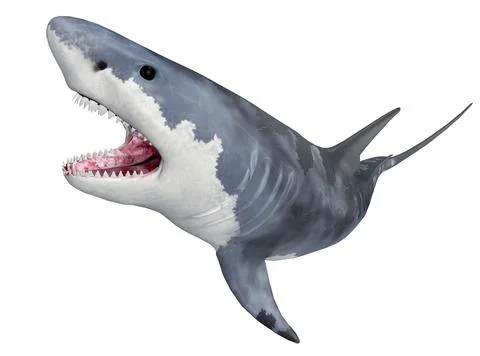 Great white shark isolated on white background Stock Illustration