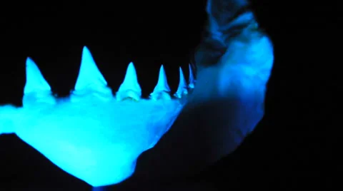 Great White Shark Jaws 库存影片 923973