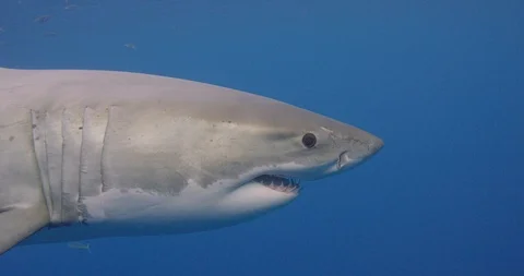 Great White Shark looks at camera Stock Footage