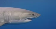 Great White Shark Looks At Camera Stock Footage