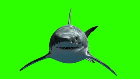 Great White Shark Megalodon Stock Footage