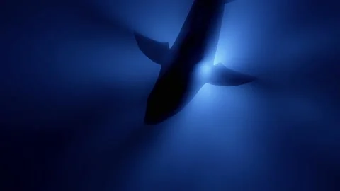 https://images.pond5.com/great-white-shark-megalodon-realistic-footage-152987736_iconl.jpeg