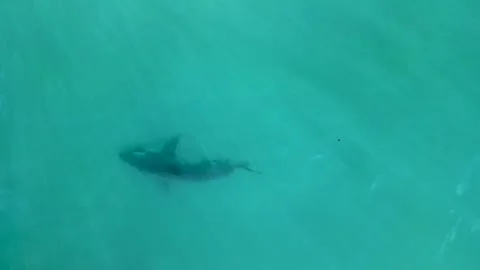 Great white shark in murky sandy depths ... | Stock Video | Pond5