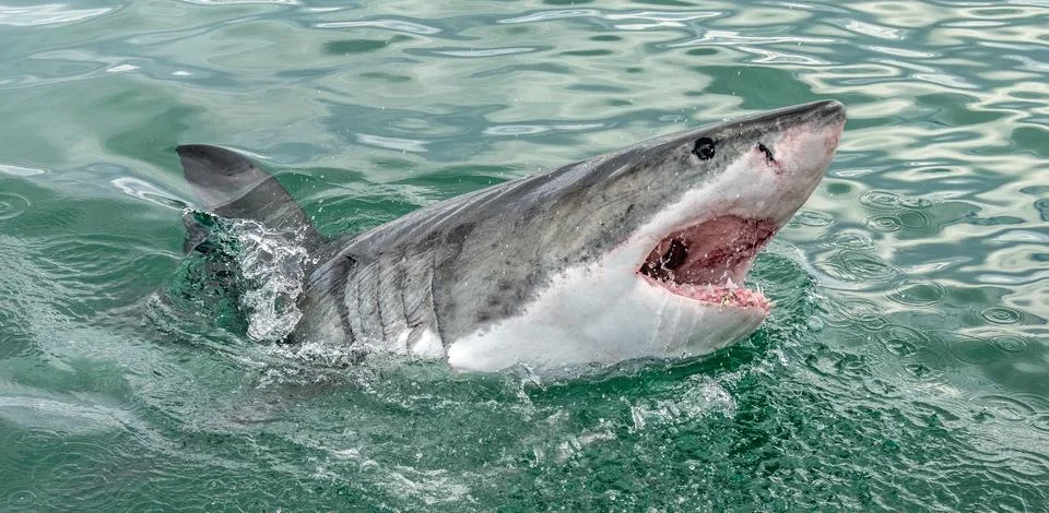 Great white shark with open mouth. Attacking Great White Shark  in the water  Stock Photos