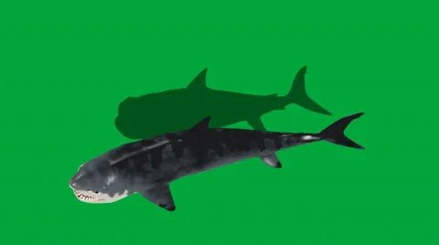 Great White Shark Overhead View FS Stock Footage 32846563
