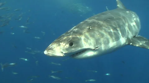 Great White Shark passes by camera Stock Footage 65763459