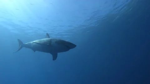 Great White Shark Passes Camera in Deep Water 스톡 동영상 170961467