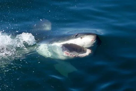 Great white shark Stock Photos