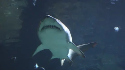 Great White Shark seen from below Stock Footage 57391909