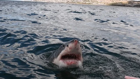 Great White Shark. Shark attacks the ba... | Stock Video | Pond5