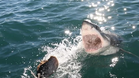 Great White Shark.  Shark attacks the bait, slow motion. Vidéo 120298724