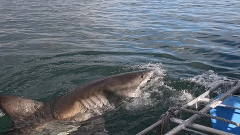 Great White Shark.  Shark attacks the bait, slow motion. Vidéo 120298752