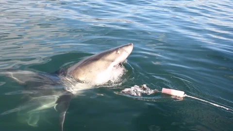 Great White Shark.  Shark attacks the bait, slow motion. Video stock 120299003