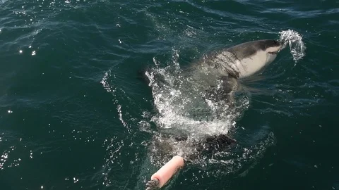 Great White Shark.  Shark attacks the bait, slow motion. Stock Footage 120529814