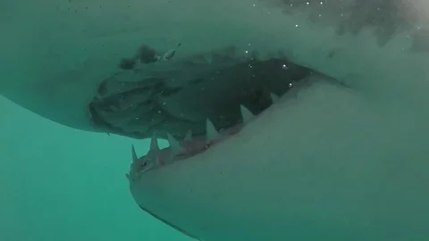 Great white shark with slightly opened mouth under water. Vidéo 79967426
