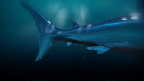 Great white shark swallows the screen quickly. Stock-Footage 112339668